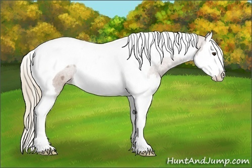 Horse Color: Chestnut Splash Tobiano Blanket 