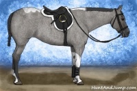 Horse Color:Grullo Roan Tobiano 