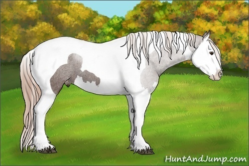 Horse Color: Liver Chestnut Splash Tobiano Varnish 