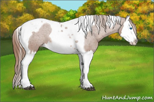 Horse Color: Chestnut Splash Tobiano Blanket 