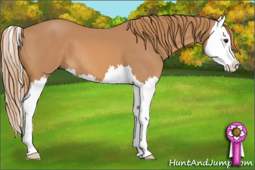 Horse Color: Chestnut Splash 