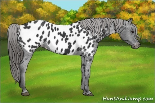 Horse Color:Black Appaloosa