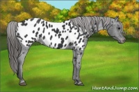 Horse Color:Black Appaloosa