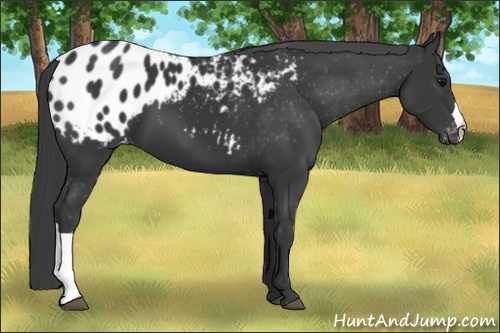Horse Color: Black Blanket 