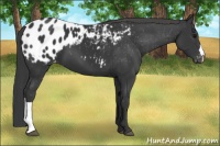 Horse Color:Black Appaloosa 