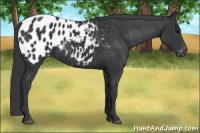Horse Color:Black Appaloosa