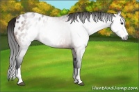 Horse Color:Gray Bay Splash Appaloosa 