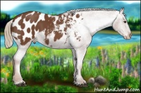 Horse Color:Chestnut Appaloosa