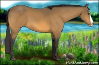 Horse Color:Buckskin Splash 