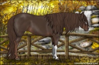 Horse Color:Liver Chestnut 