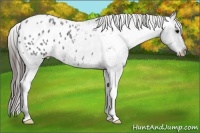 Horse Color:Blue Roan Appaloosa