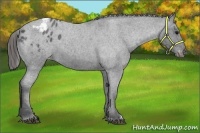 Horse Color:Blue Roan Appaloosa 