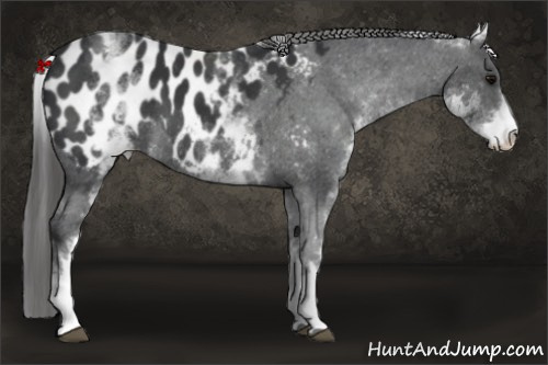 Horse Color: White Spotted Black Blanket 
