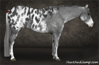 Horse Color:White Spotted Black Appaloosa
