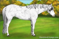 Horse Color:Black Sabino 