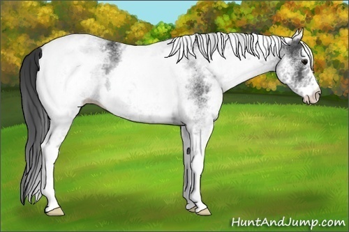Horse Color:White Spotted Black
