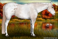 Horse Color:White Spotted Chestnut Appaloosa 
