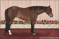 Horse Color:Bay Rabicano 