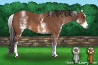 Horse Color:White Spotted Bay 