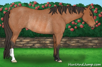 Horse Color:Bay Roan Rabicano 