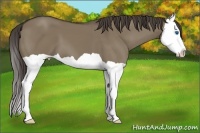 Horse Color:Smoky Grullo Splash 