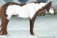Horse Color:Liver Chestnut Frame 