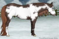 Horse Color:Liver Chestnut Frame 