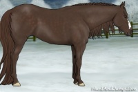 Horse Color:Liver Chestnut 