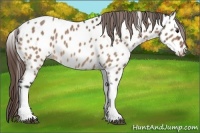 Horse Color:Bay Dun Tobiano Appaloosa