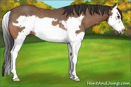 Horse Color: Bay Splash Frame Rabicano 