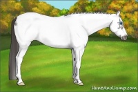 Horse Color:White Spotted Smoky Blue Roan Frame 