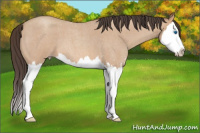 Horse Color:Classic Champagne Roan Sabino Splash
