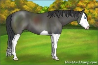 Horse Color:Black Splash