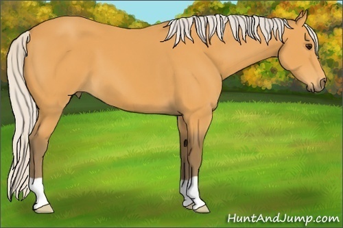 Horse Color: Silver Buckskin 