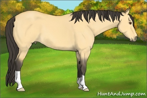 Horse Color: Buckskin Dun 