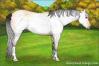 Horse Color:Gray Buckskin Dun 