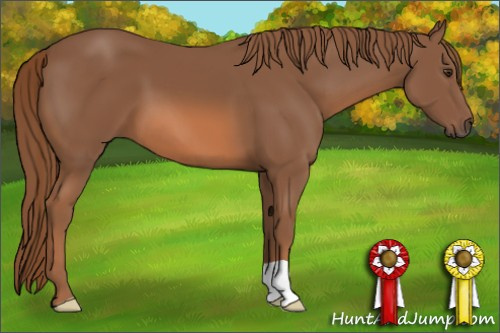 Horse Color: Liver Chestnut 