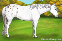 Horse Color:Bay Appaloosa
