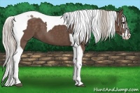 Horse Color:Silver Black Splash Tobiano 