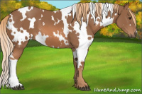 Horse Color:White Spotted Chestnut