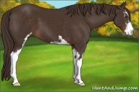 Horse Color:Liver Chestnut Sabino 