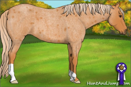 Horse Color: Chocolate Palomino Roan 