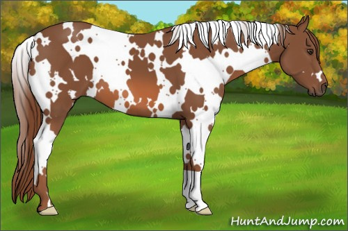 Horse Color: White Spotted Liver Chestnut 