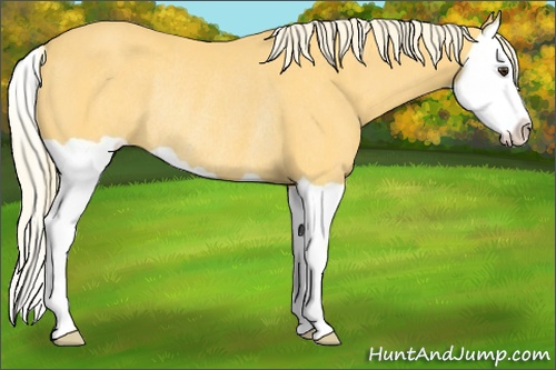 Horse Color:Palomino Splash Rabicano