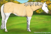 Horse Color:Palomino Splash Rabicano 