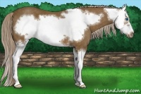 Horse Color:Chocolate Palomino Splash Frame 