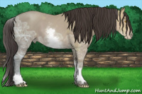 Horse Color:White Spotted Sable Champagne Ice