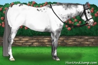 Horse Color:White Spotted Black Frame Appaloosa Rabicano 
