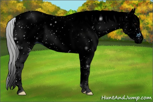 Horse Color: ERROR: UNKNOWN ANOMALY