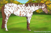 Horse Color:Chestnut Ice Near Leopard 